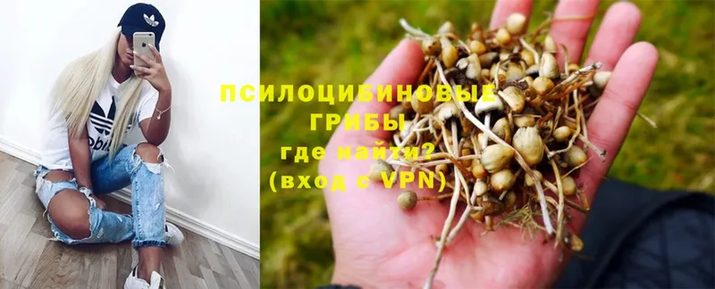 Псилоцибиновые грибы Cubensis  дарк нет как зайти  Лянтор 